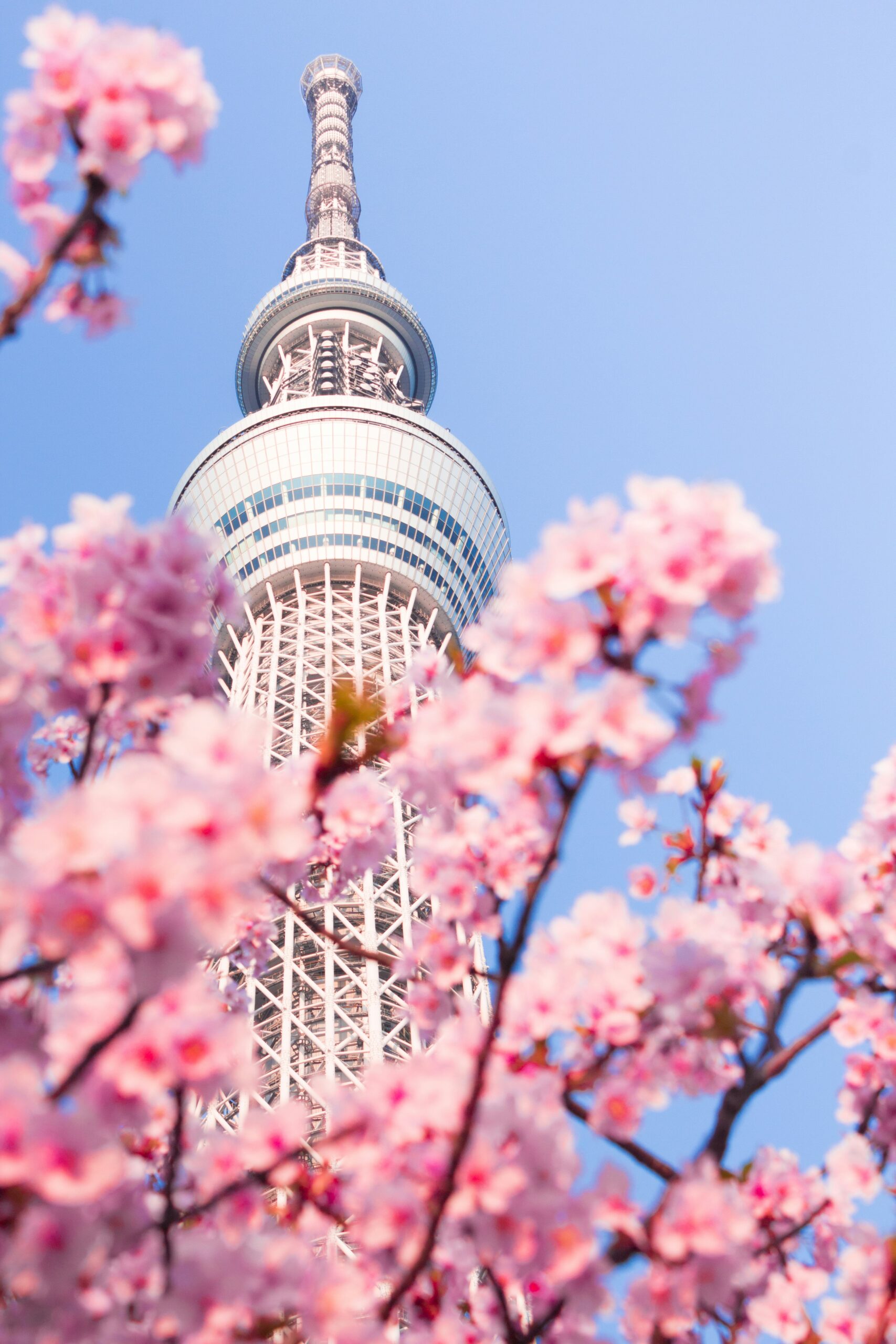 Tokyo Skytree with cherry blossoms in Tokyo Japan spring skyline view