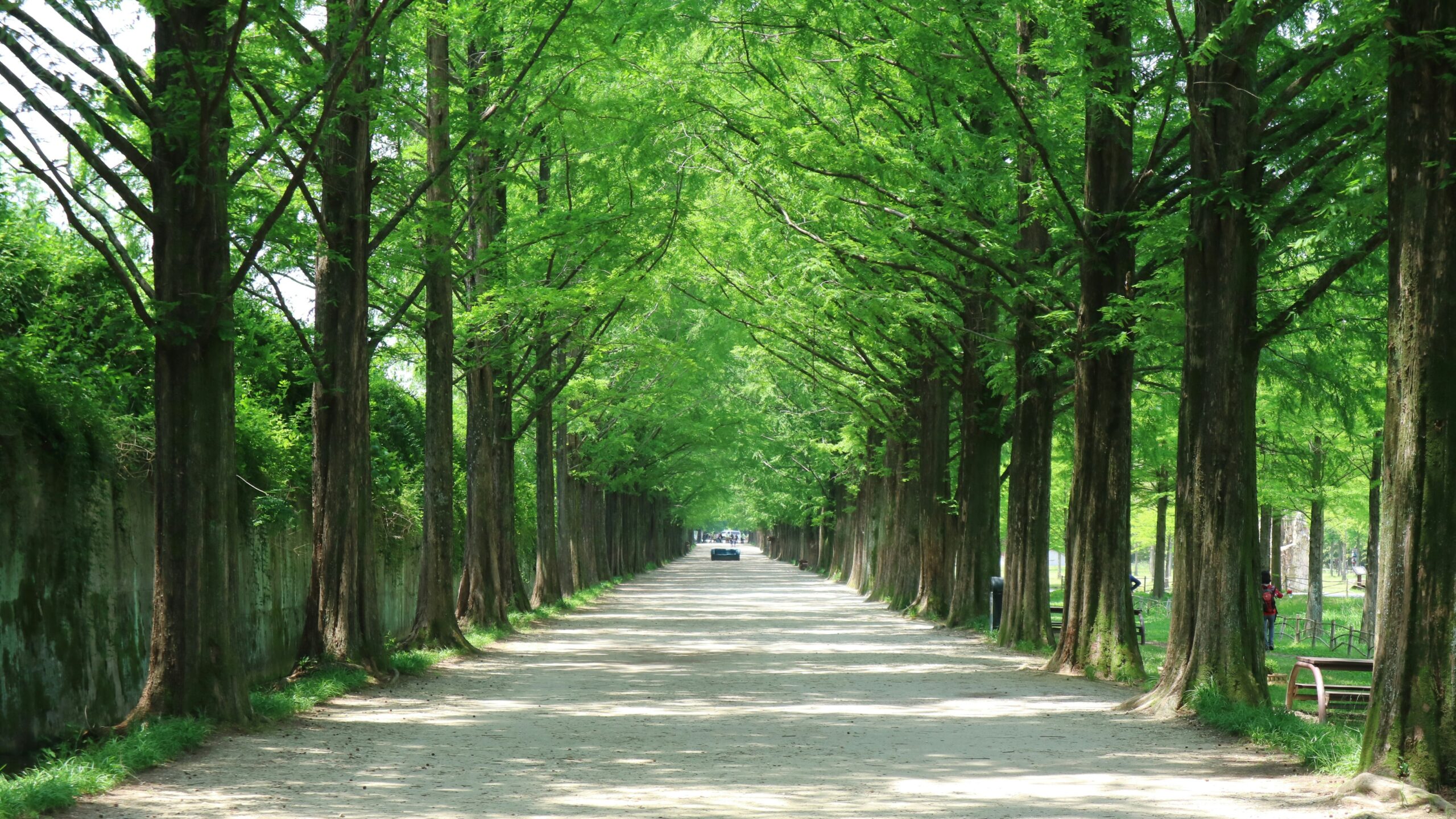 Metasequoia Road in Damyang with tall metasequoia trees forming a green tunnel walkway in Jeollanam-do, South Korea