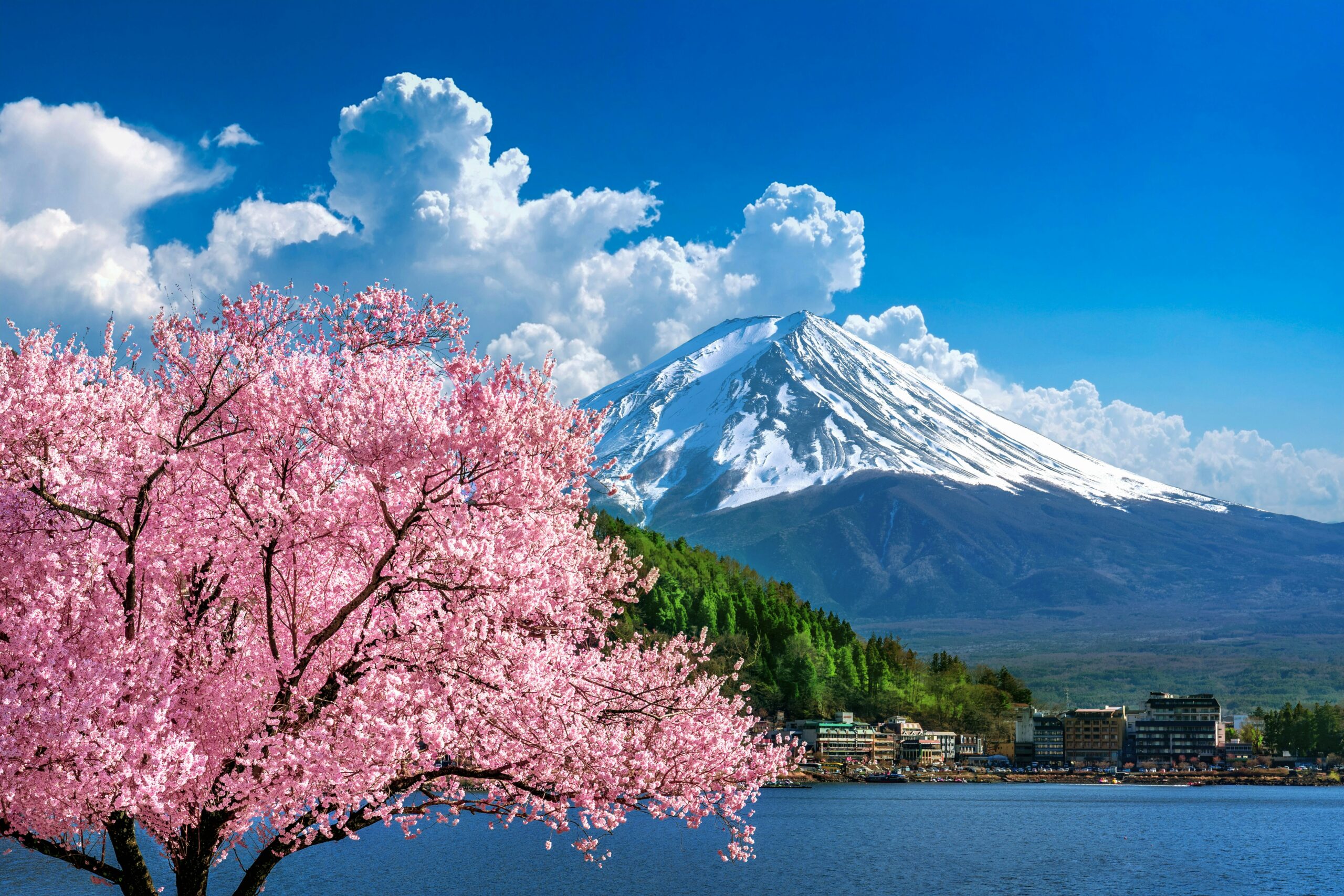 Mount Fuji with cherry blossoms and lake view in Japan