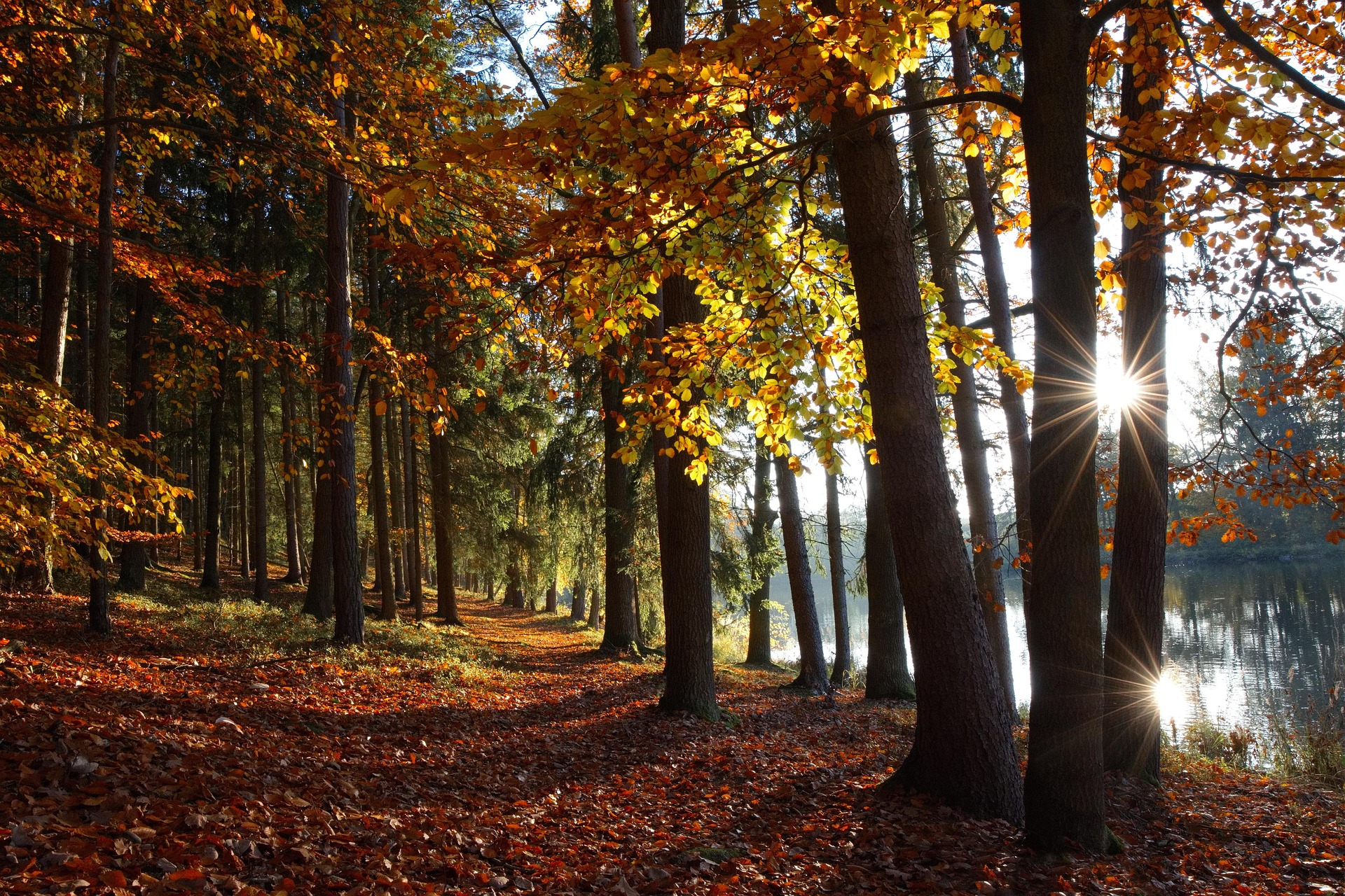 Lake Towada forest in autumn with sunlight through trees and colorful foliage in Japan