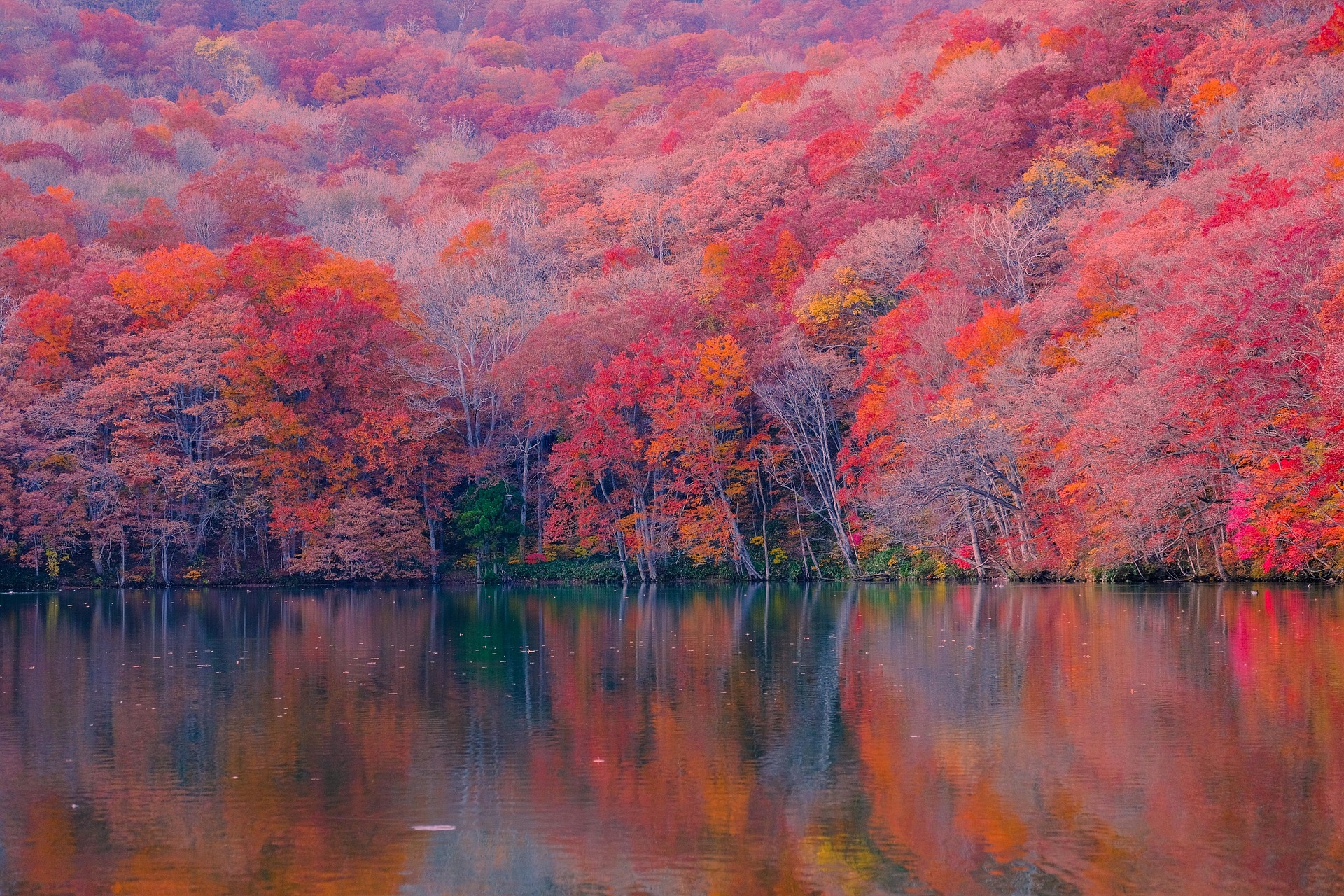 Lake Inawashiro autumn landscape with colorful trees reflecting on the lake Fukushima Japan