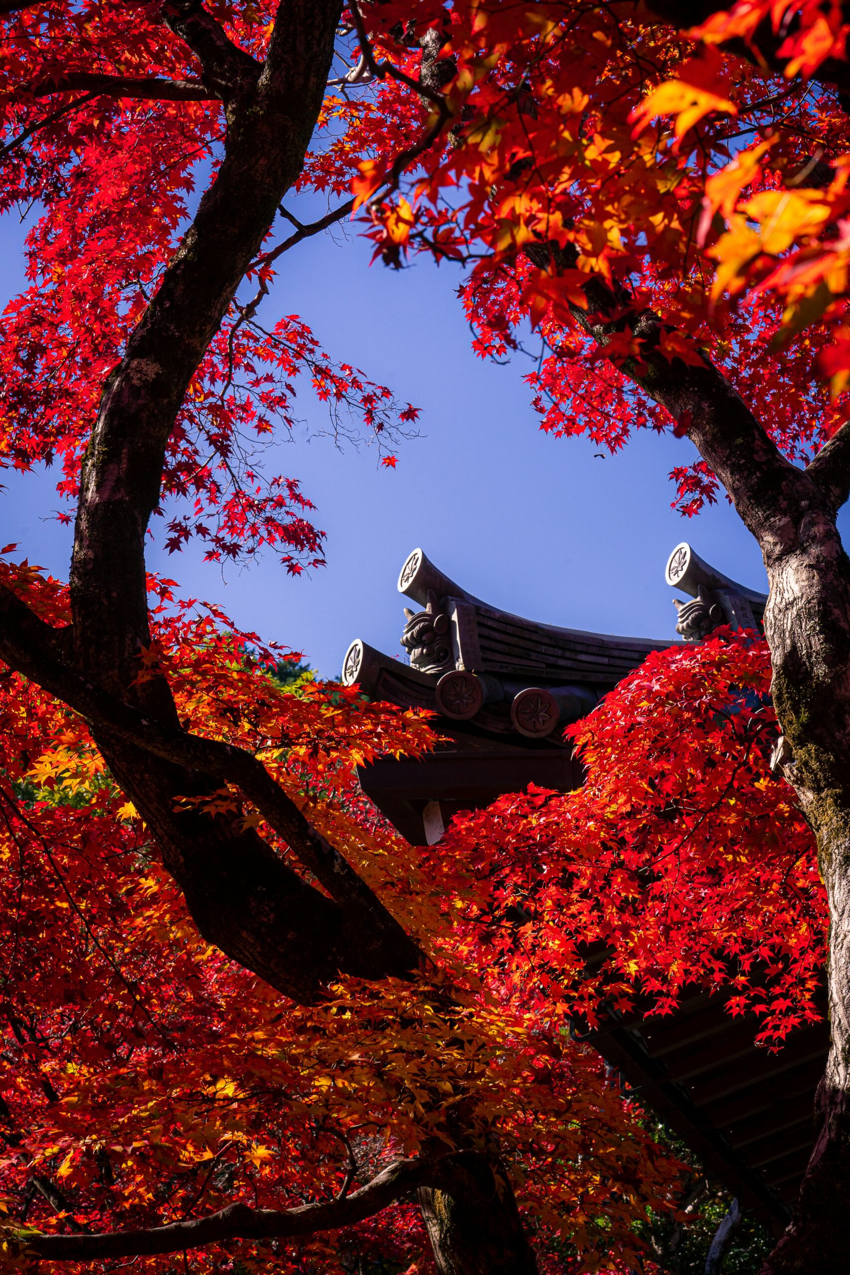 Japanese temple surrounded by red autumn maple leaves in Kyoto